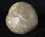 Micraster brevis DESOR in AGASSIZ & DESOR 1847 - Bild © FossNet FossilienStore